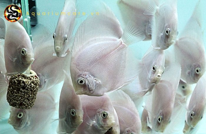 Cách Đánh Thuốc Tím Cho Cá Dĩa Hiệu Quả Nhất Từ Hoàng Phương